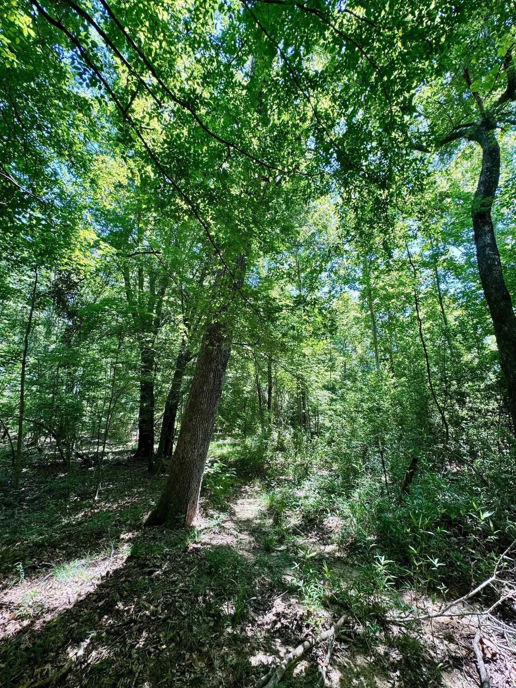 103.53 acres in Panola County - photo 7
