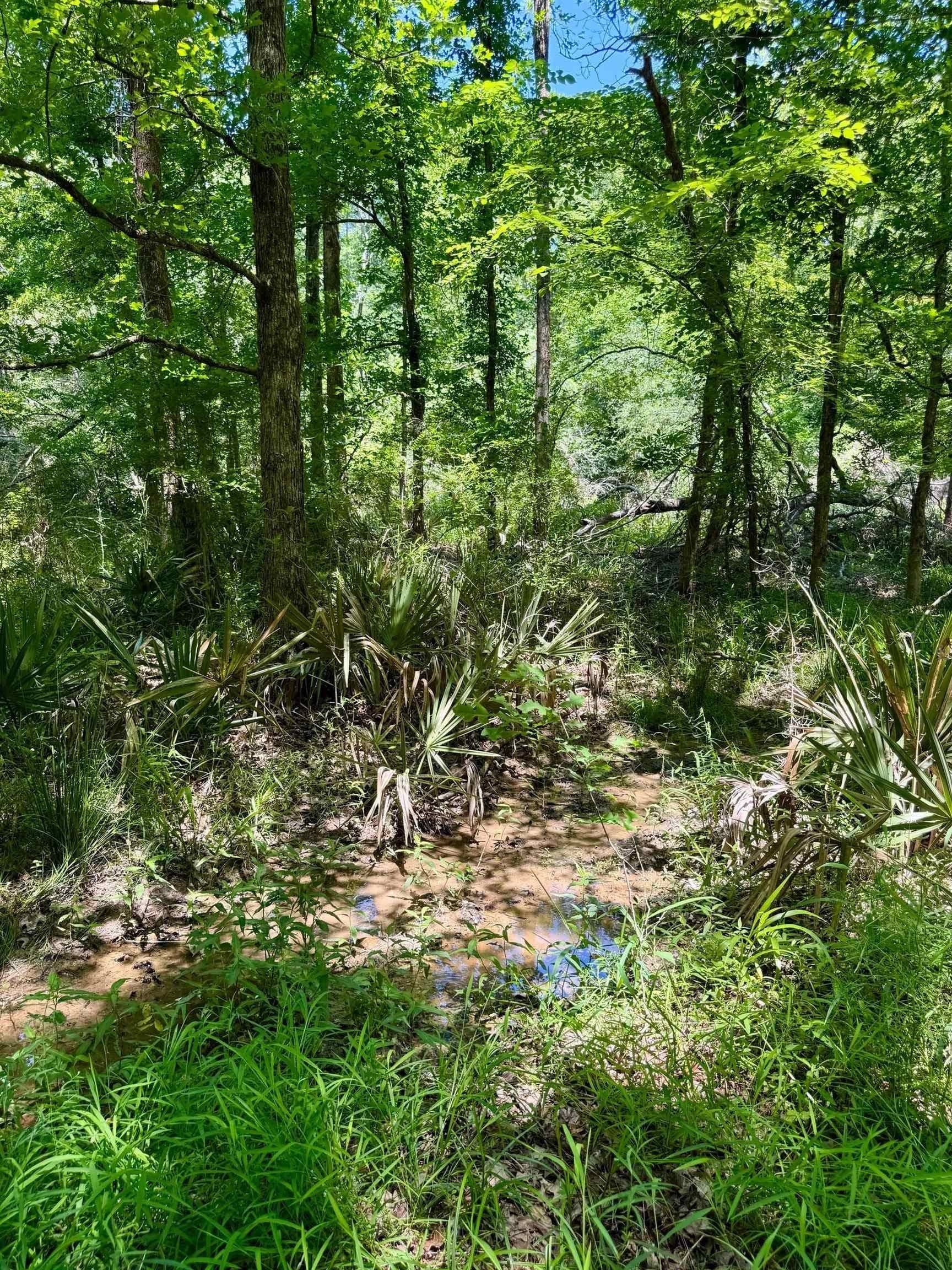 103.53 acres in Panola County - photo 11
