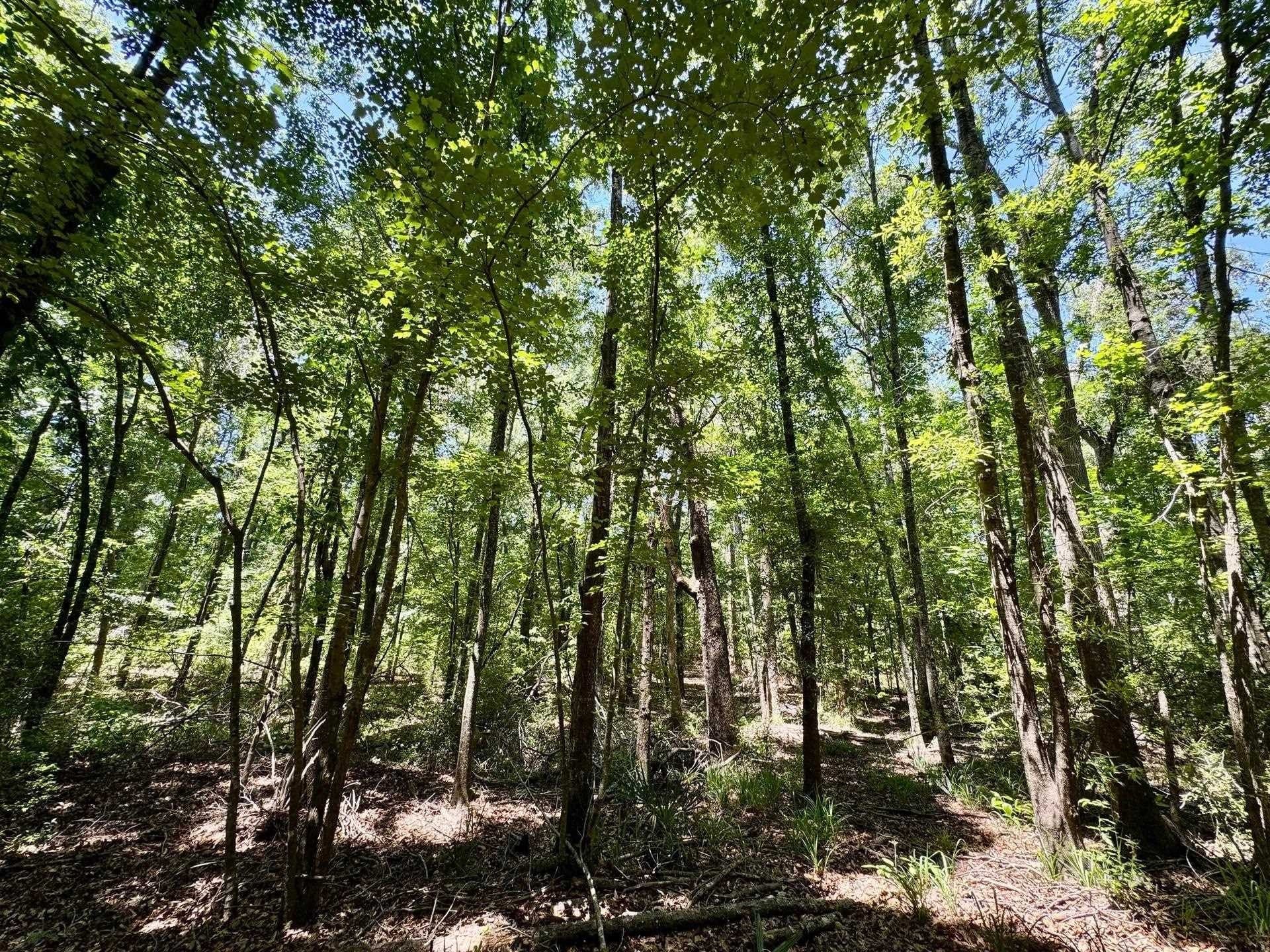 103.53 acres in Panola County - photo 13