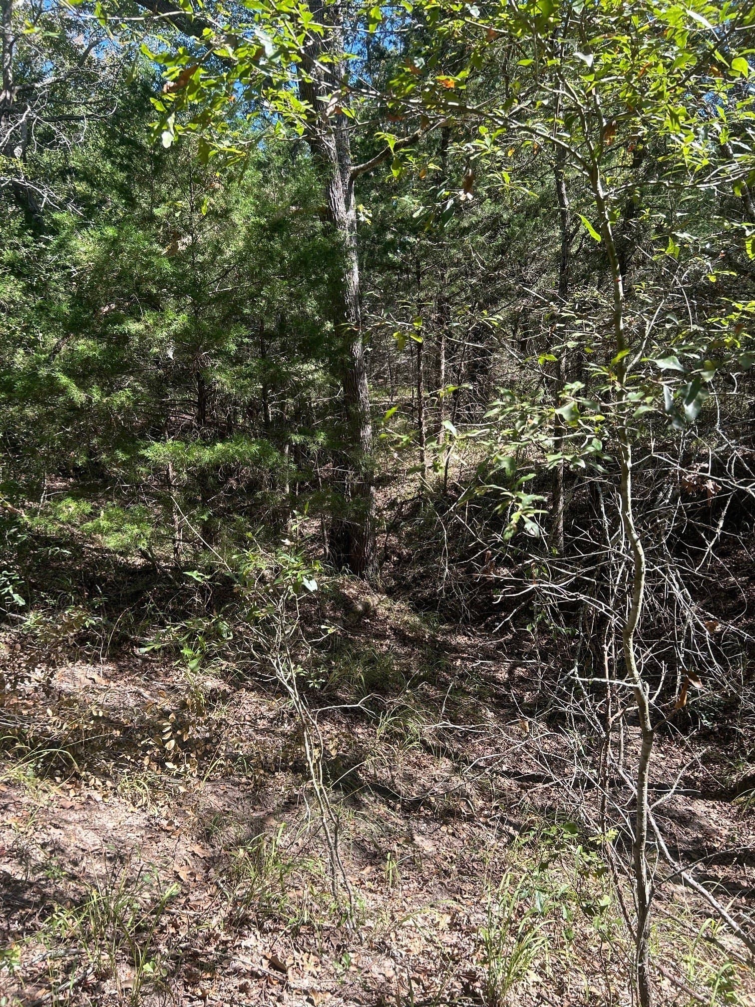 24.95 acres in Henderson County - photo 8