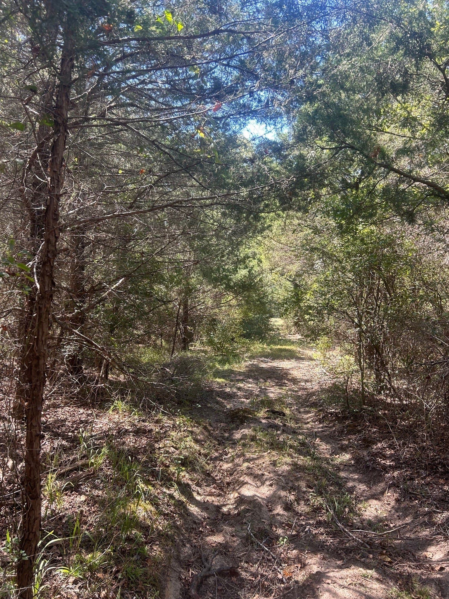 24.95 acres in Henderson County - photo 7