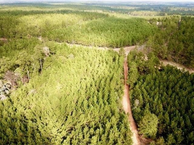 10 acres in Tyler County gallery image 2