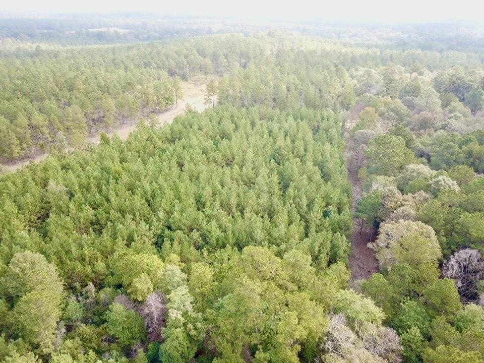 10 acres in Tyler County gallery image 3