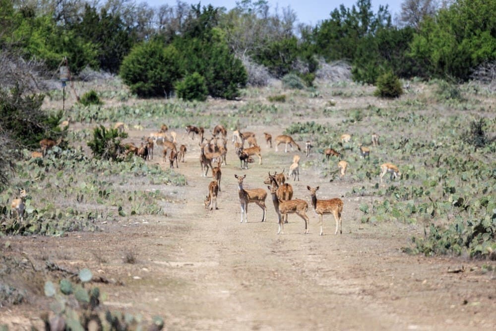 378 acres in Edwards County gallery image 2