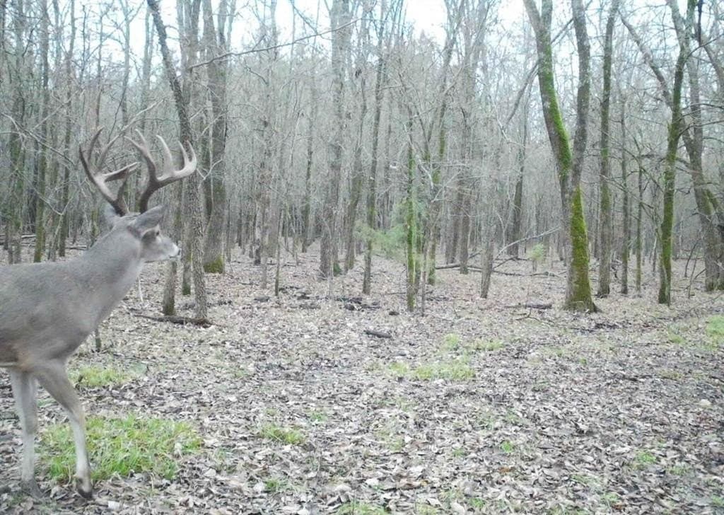 56.27 acres in Lamar County featured view