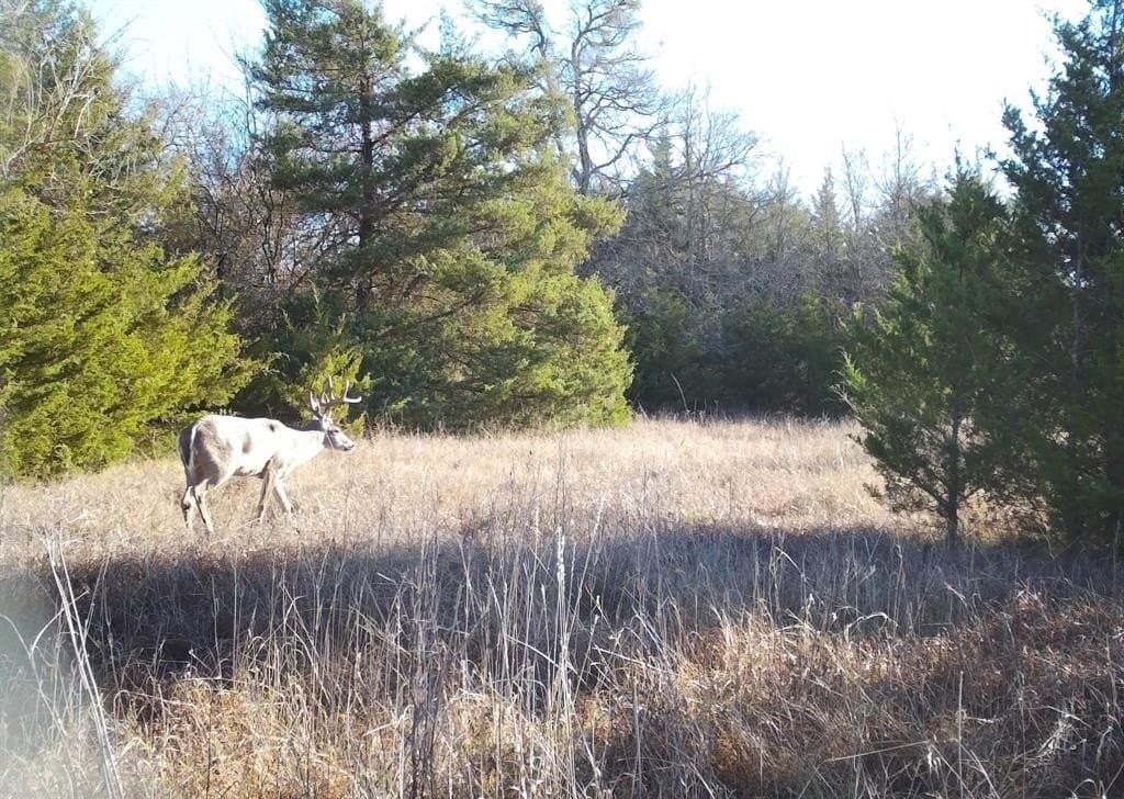 56.27 acres in Lamar County gallery image 4