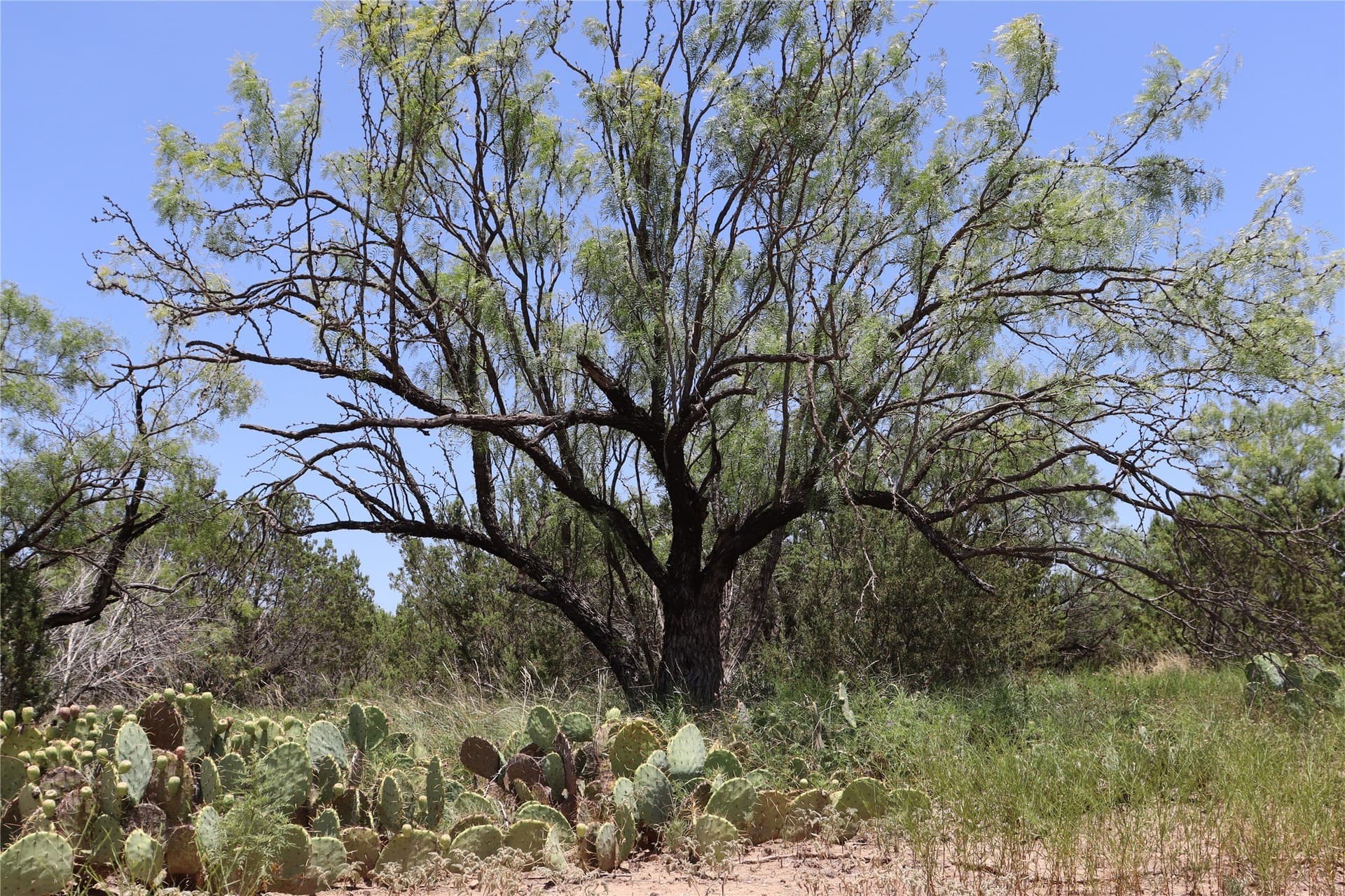 10.02 acres in Concho County