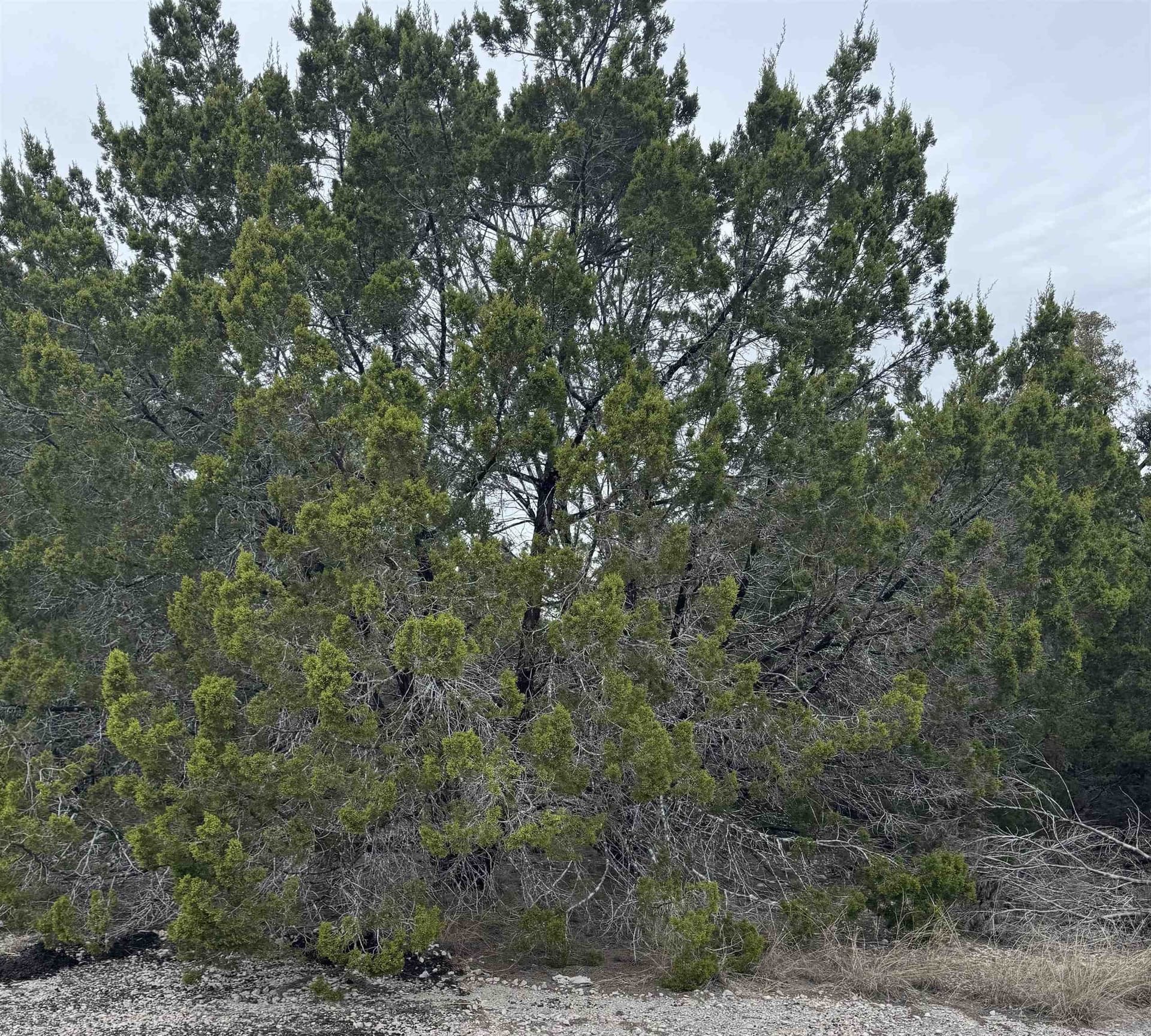 0.22 acres in Travis County gallery image 4