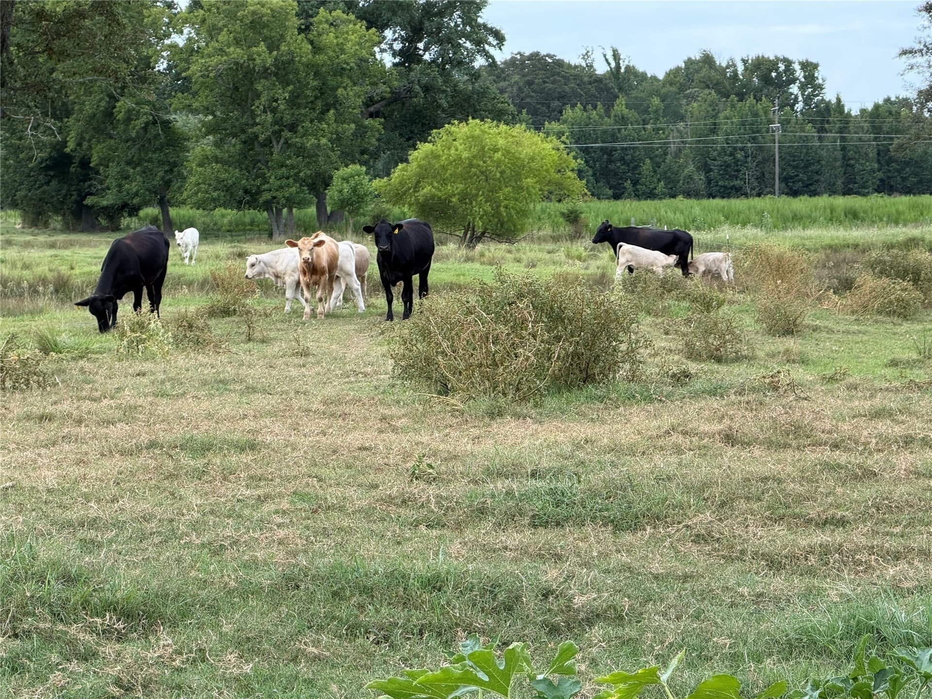 17 acres in Camp County - photo 15