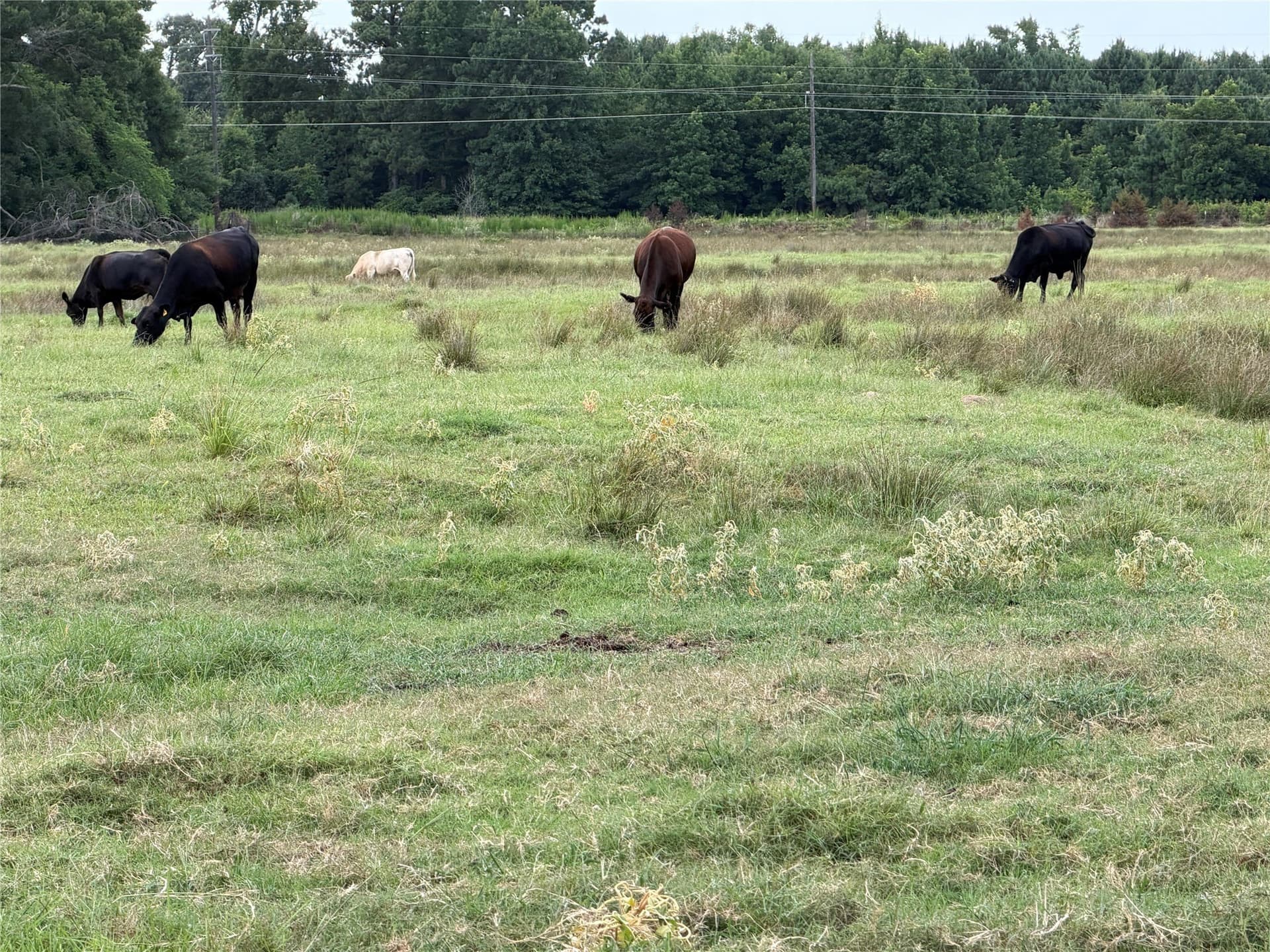 17 acres in Camp County - photo 16