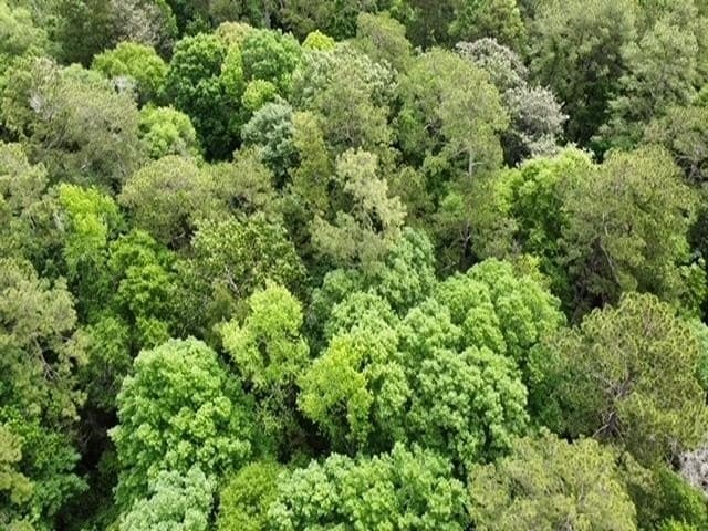 11.06 acres in Texas County featured view