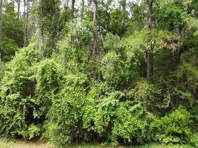 11.06 acres in Texas County gallery image 2