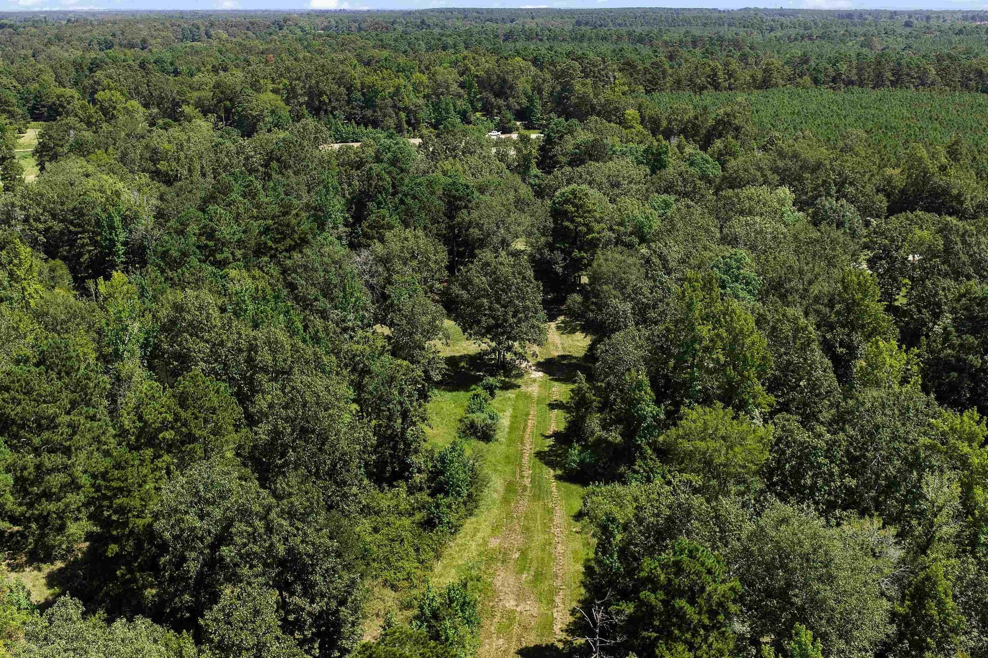 20 acres in Panola County gallery image 4