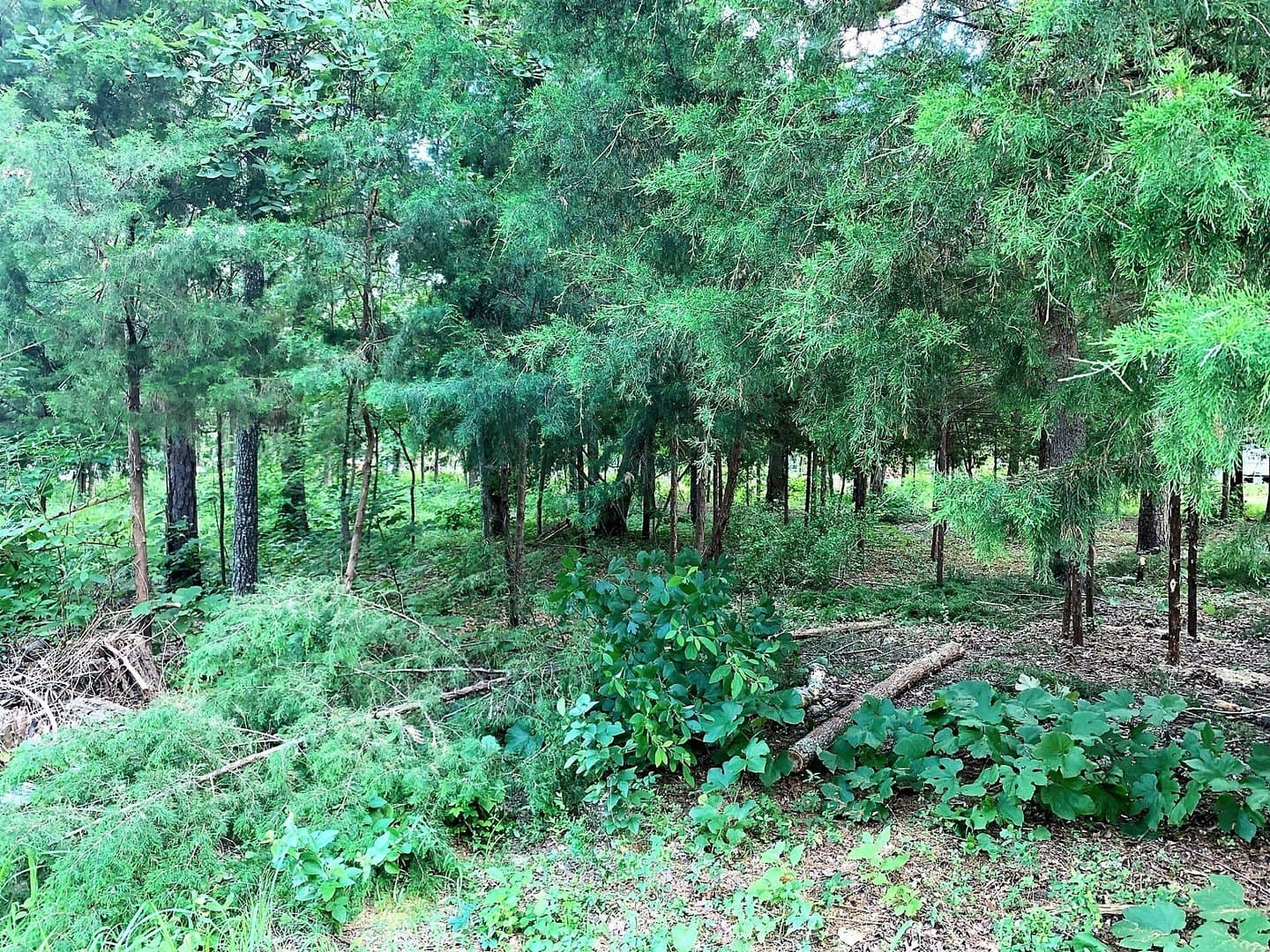 0.08 acres in Cherokee County - photo 9