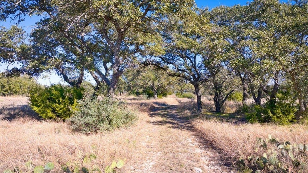 50 acres in Mason County gallery image 3