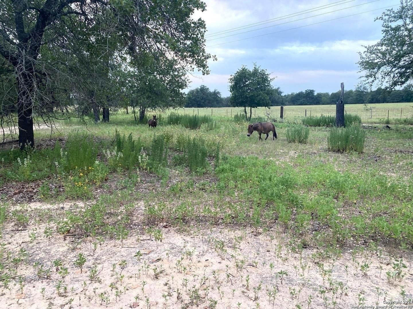 10 acres in Atascosa County - photo 12