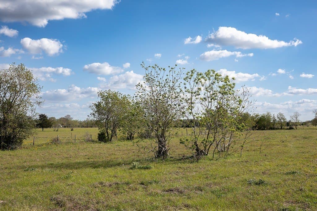 56.21 acres in Austin County - photo 11
