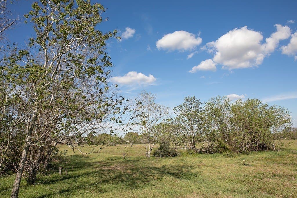 56.21 acres in Austin County - photo 10