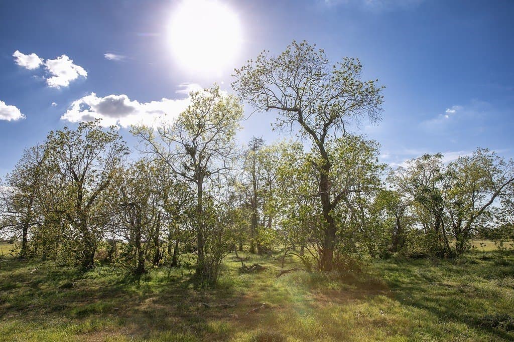 56.21 acres in Austin County - photo 7
