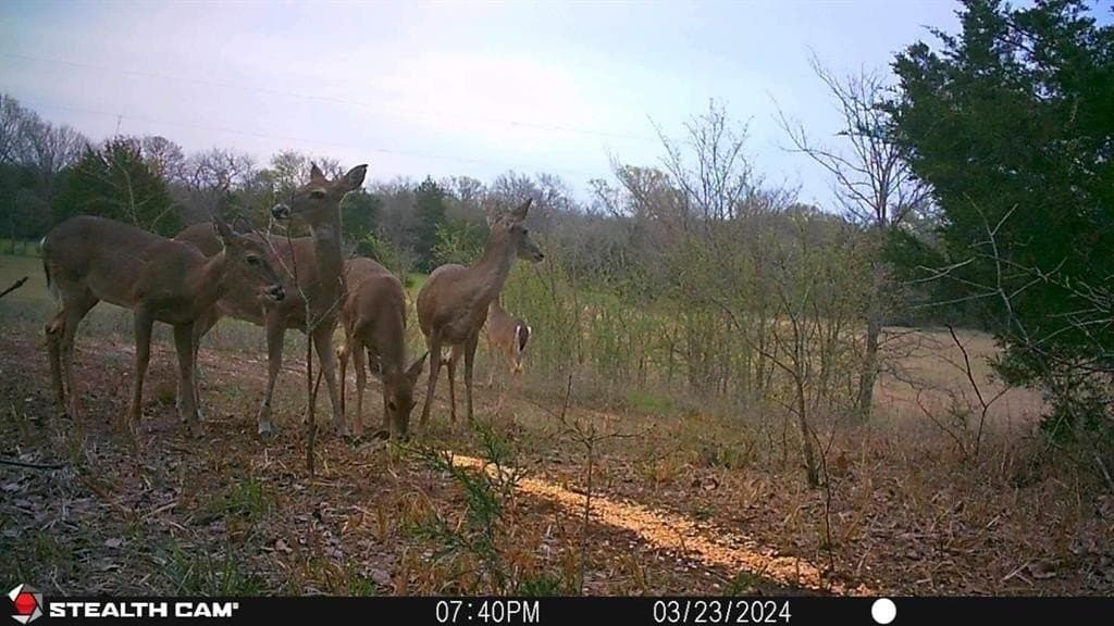 55 acres in Grayson County featured view