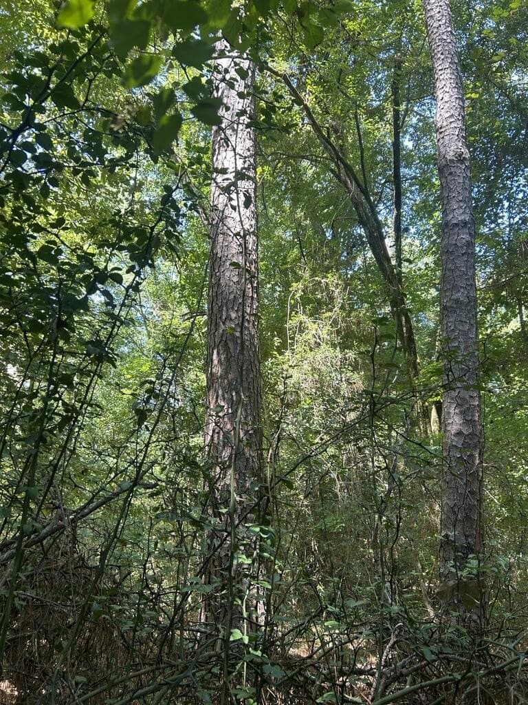 12.6 acres in Texas County - photo 7