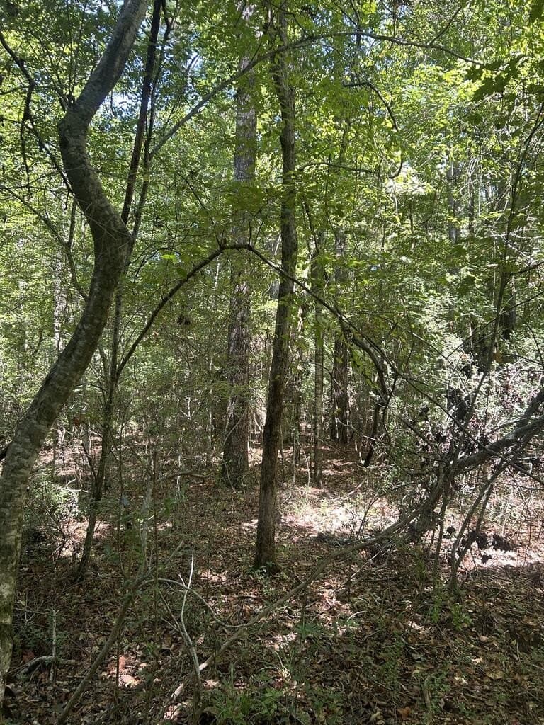 12.6 acres in Texas County - photo 10