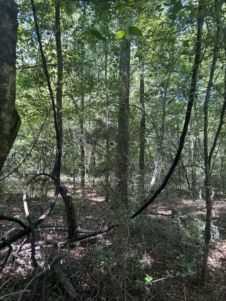 12.6 acres in Texas County - photo 3