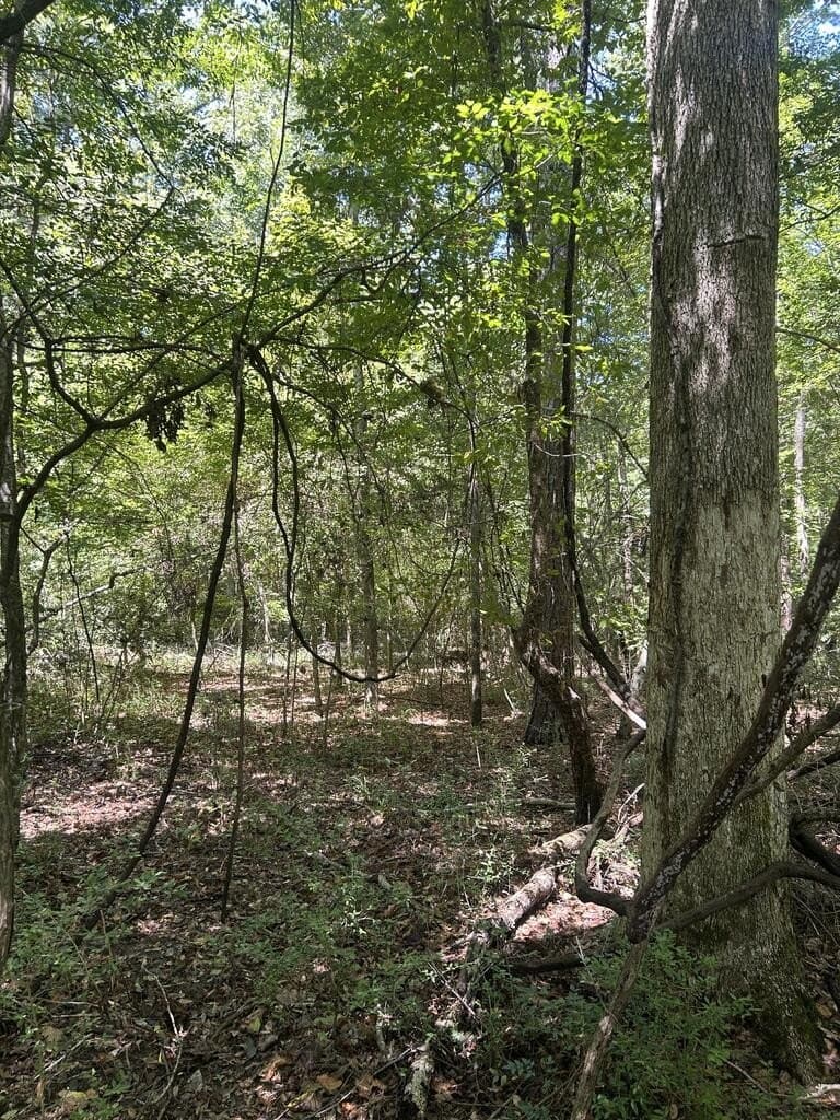 12.6 acres in Texas County - photo 11