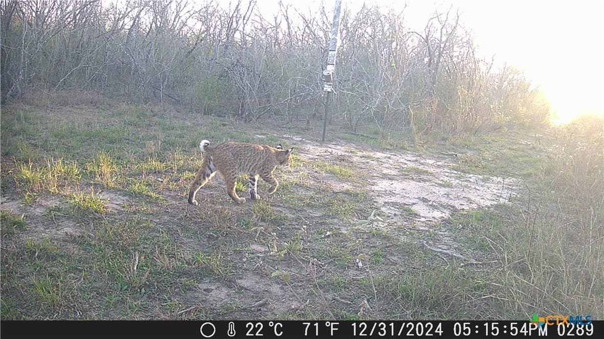 25 acres in Goliad County - photo 7
