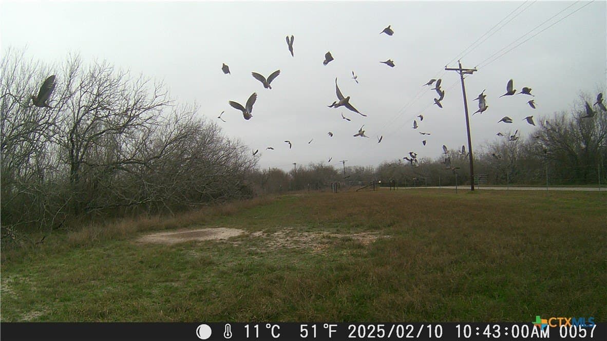 25 acres in Goliad County gallery image 4
