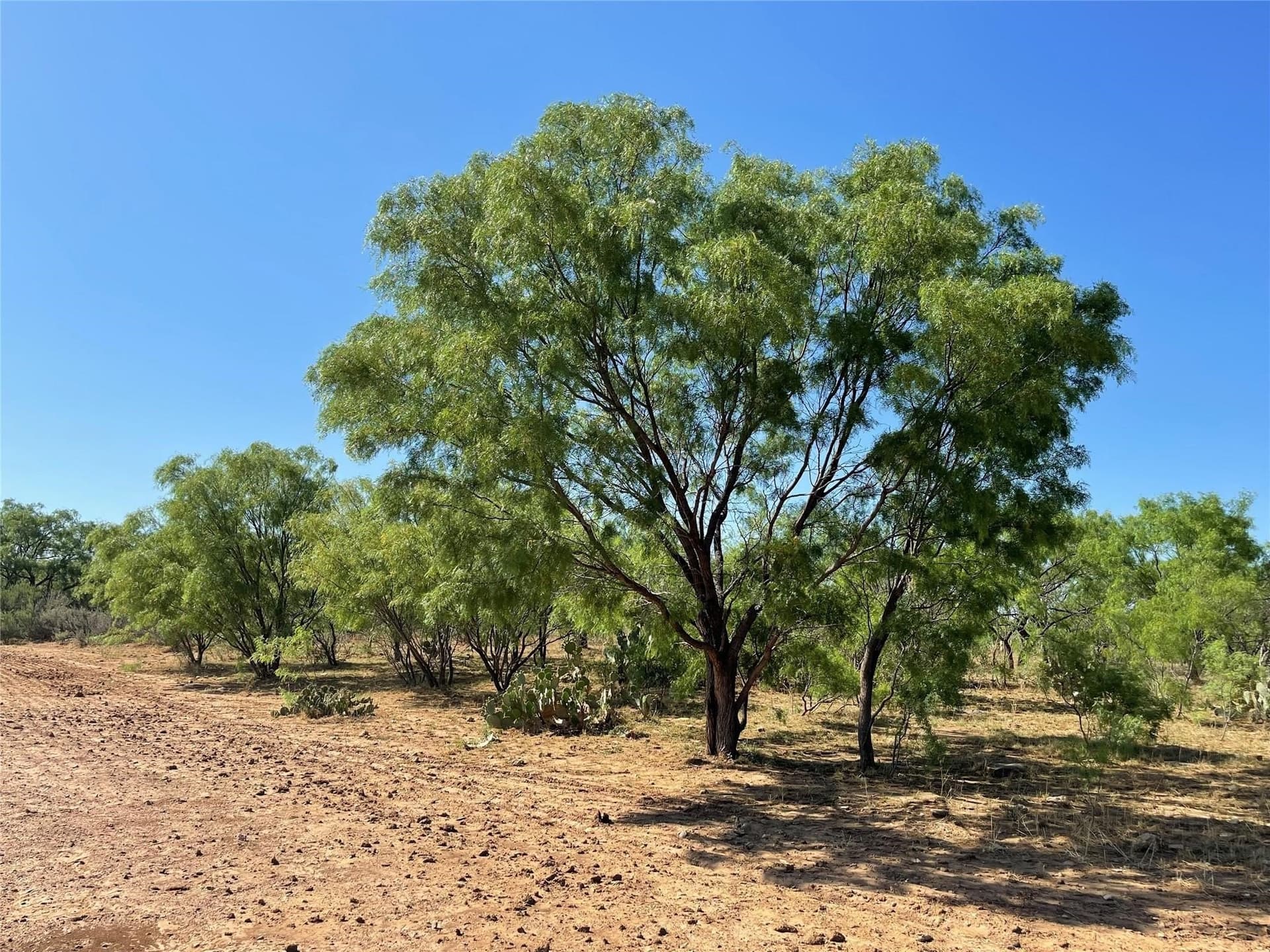 429 acres in Coleman County - photo 15