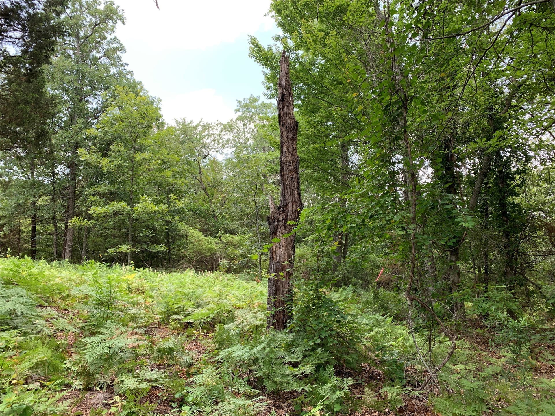 40.44 acres in Henderson County - photo 19