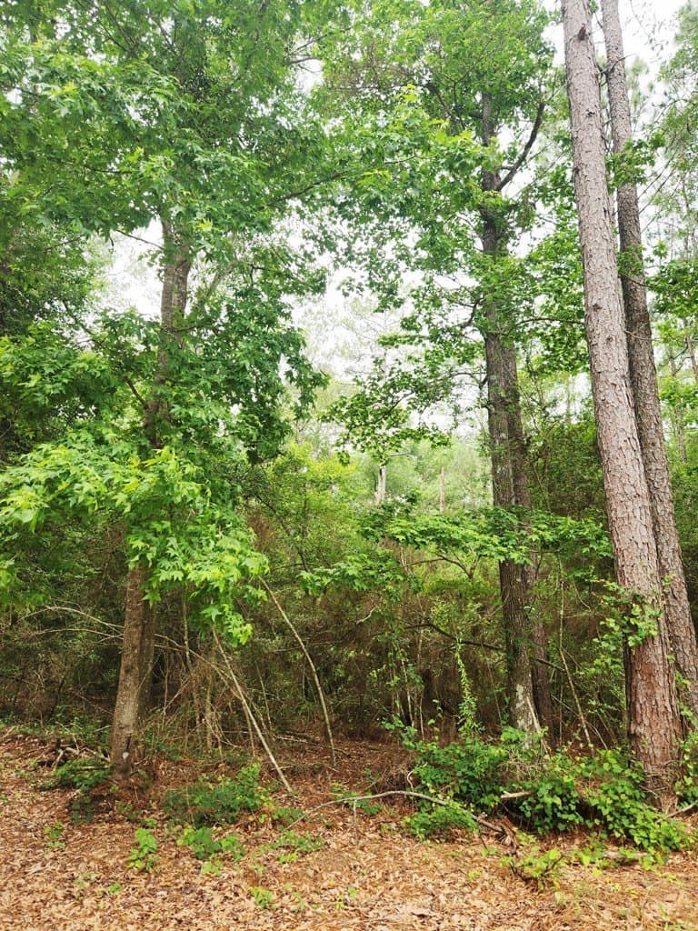 38.52 acres in Texas County gallery image 2
