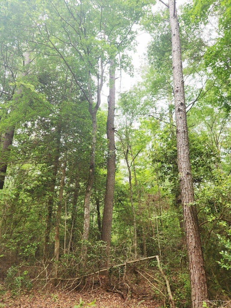 38.52 acres in Texas County featured view