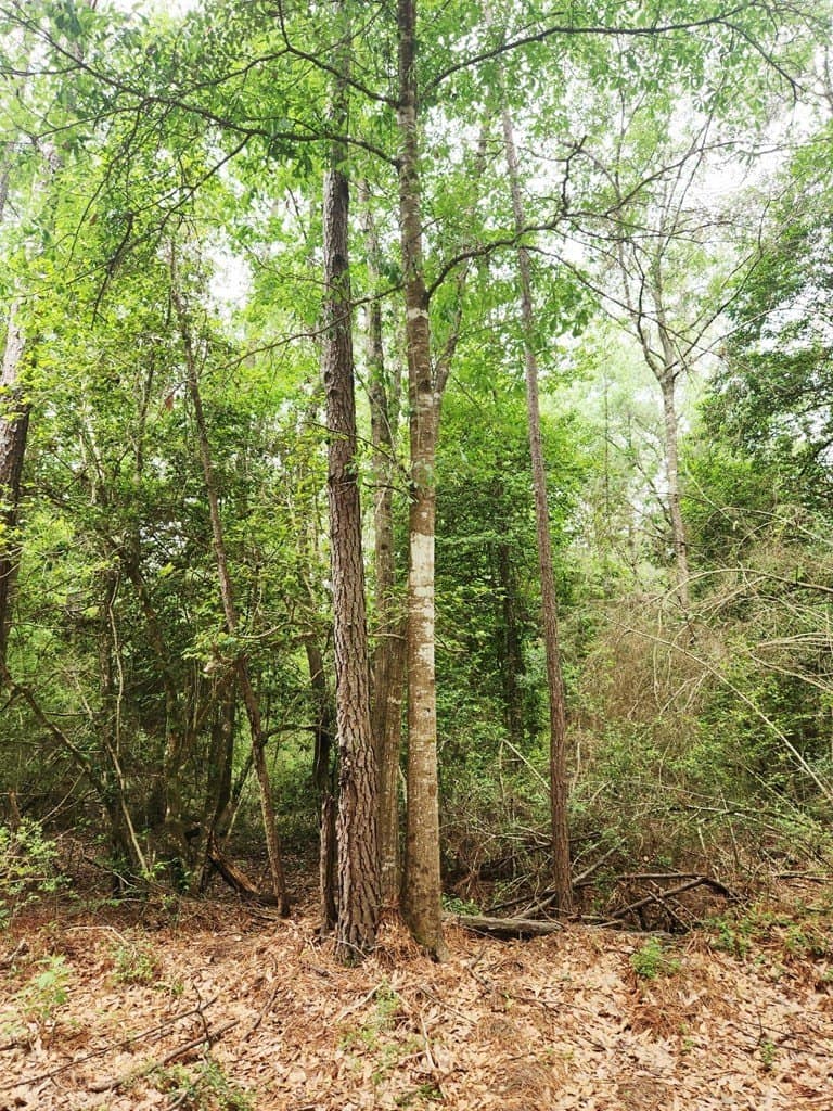 38.52 acres in Texas County gallery image 4