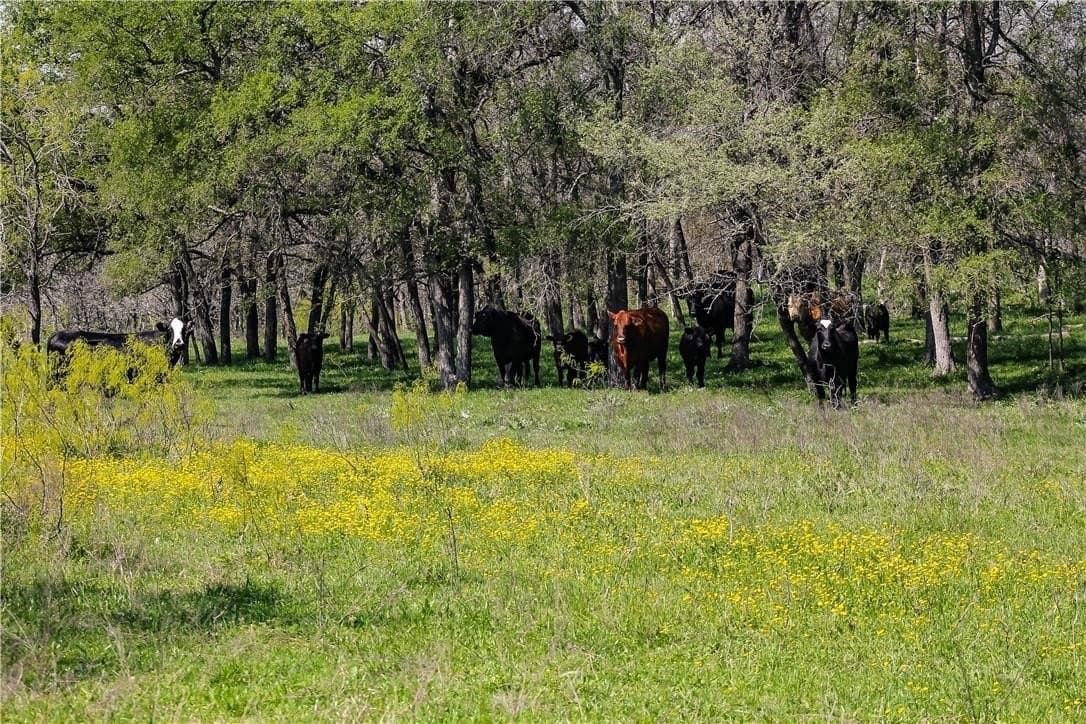 12 acres in Falls County - photo 6