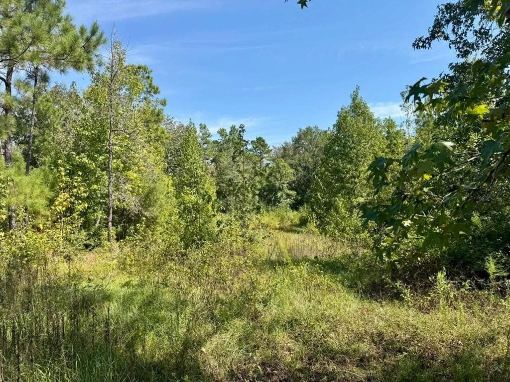 12 acres in Texas County - photo 6
