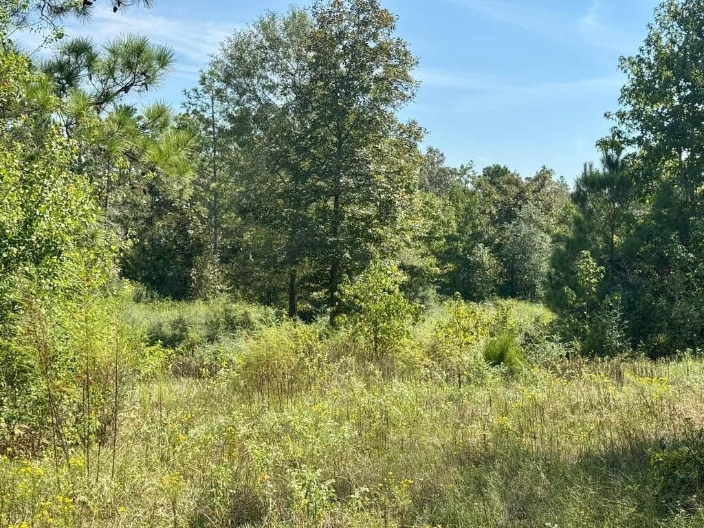 12 acres in Texas County - photo 9