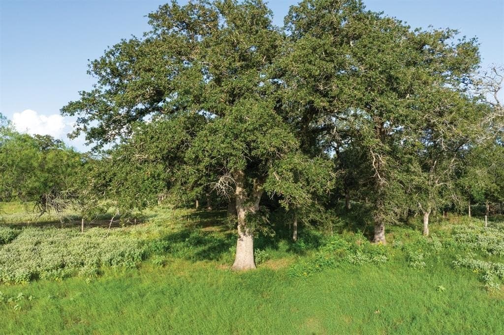 92 acres in Guadalupe County gallery image 4