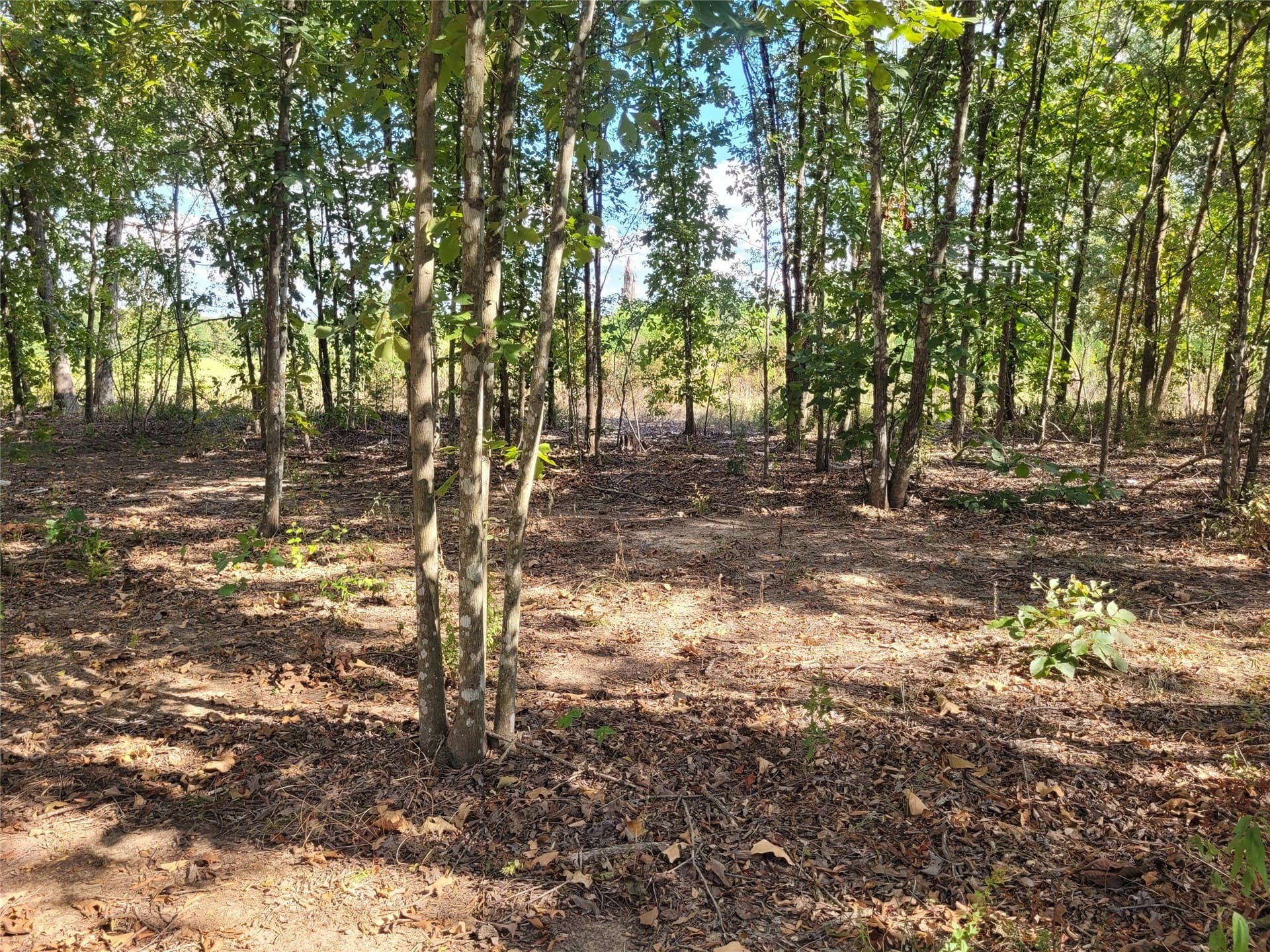 1.97 acres in Red River (TX) County - photo 15