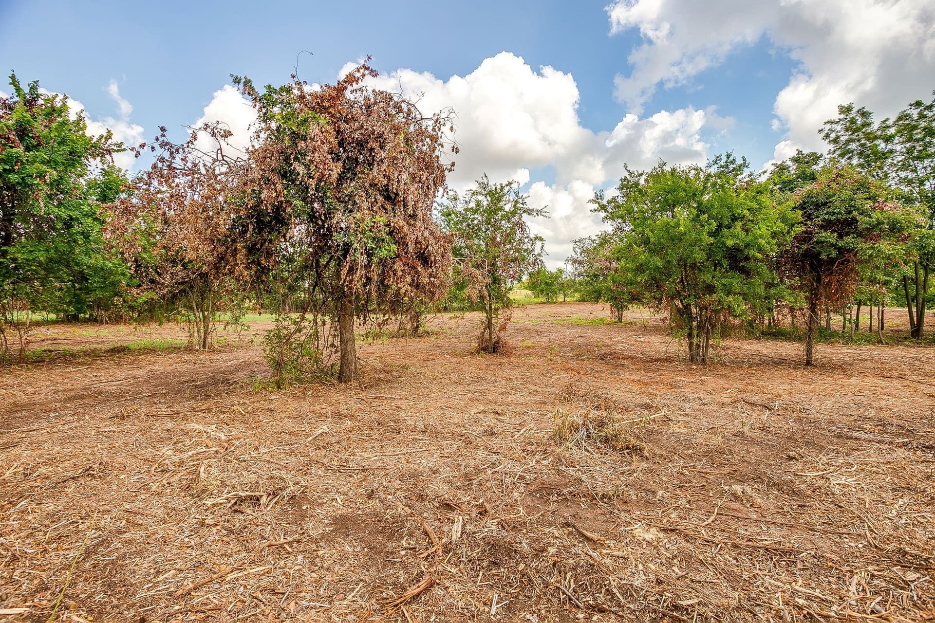 2.5 acres in Parker County - photo 11