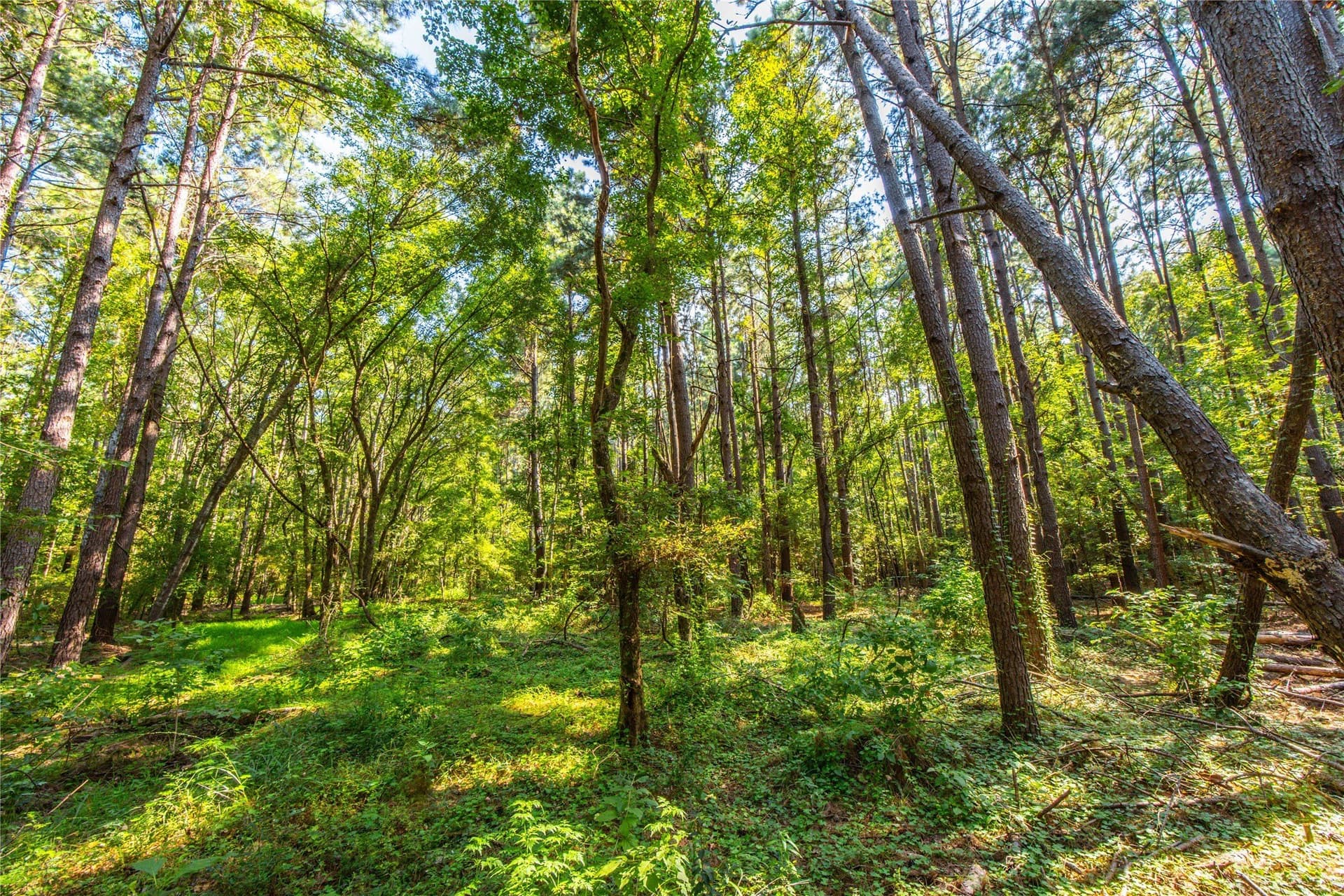 90.8 acres in Henderson County - photo 15