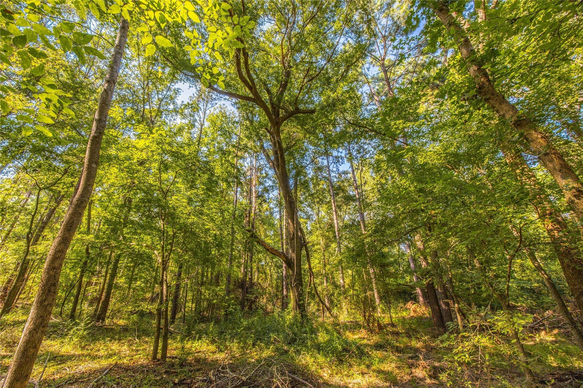 90.8 acres in Henderson County - photo 13