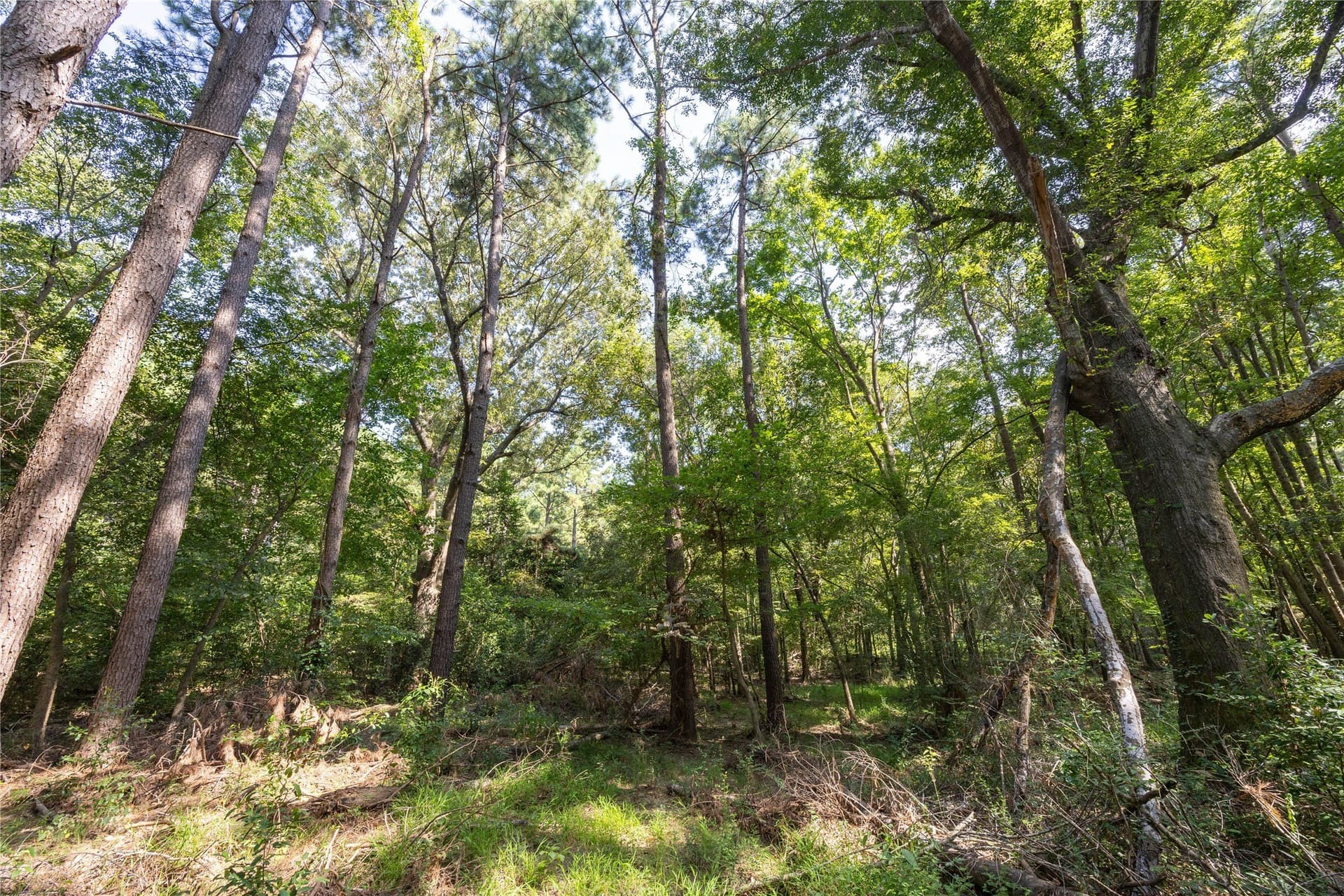 90.8 acres in Henderson County - photo 8