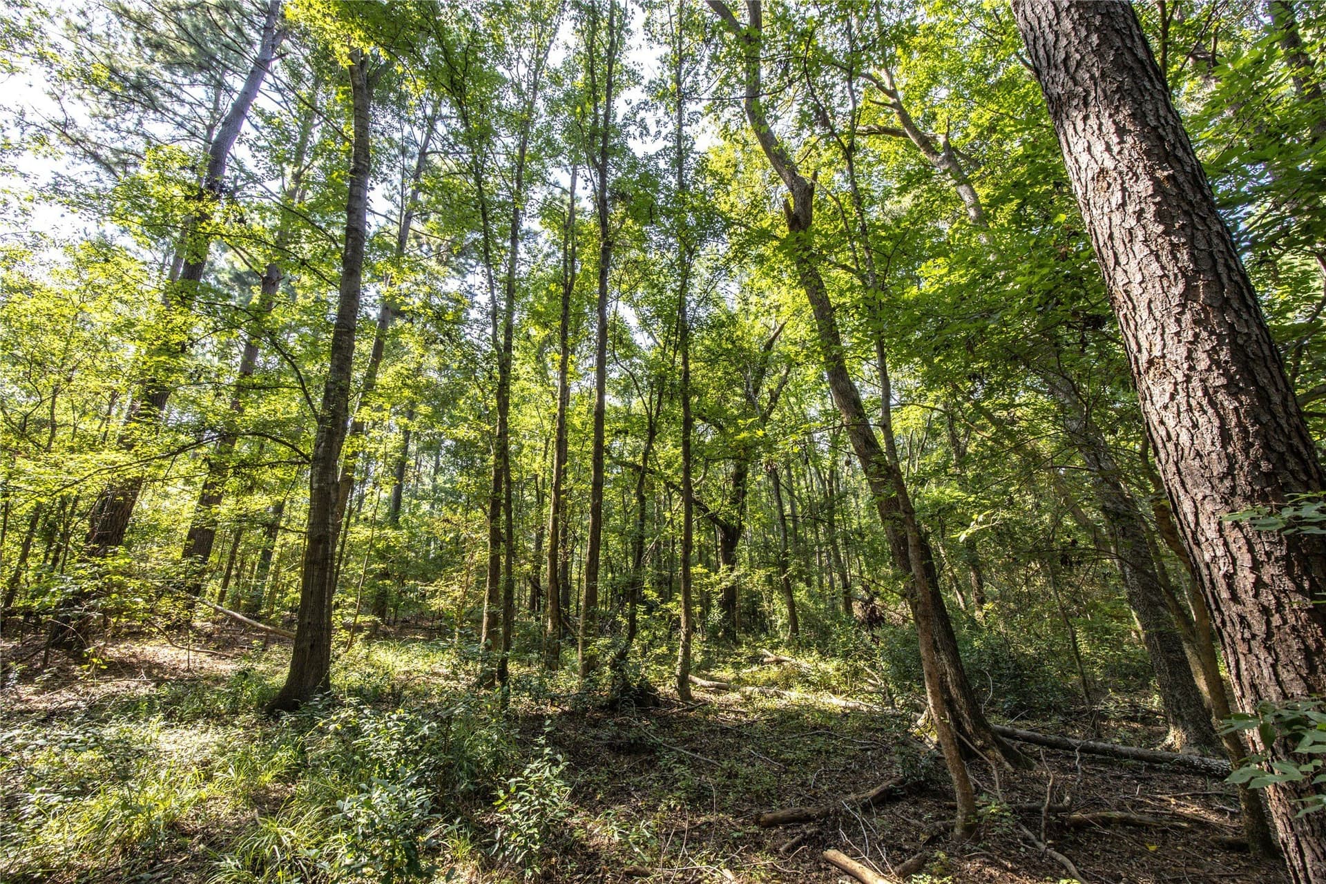 90.8 acres in Henderson County - photo 9