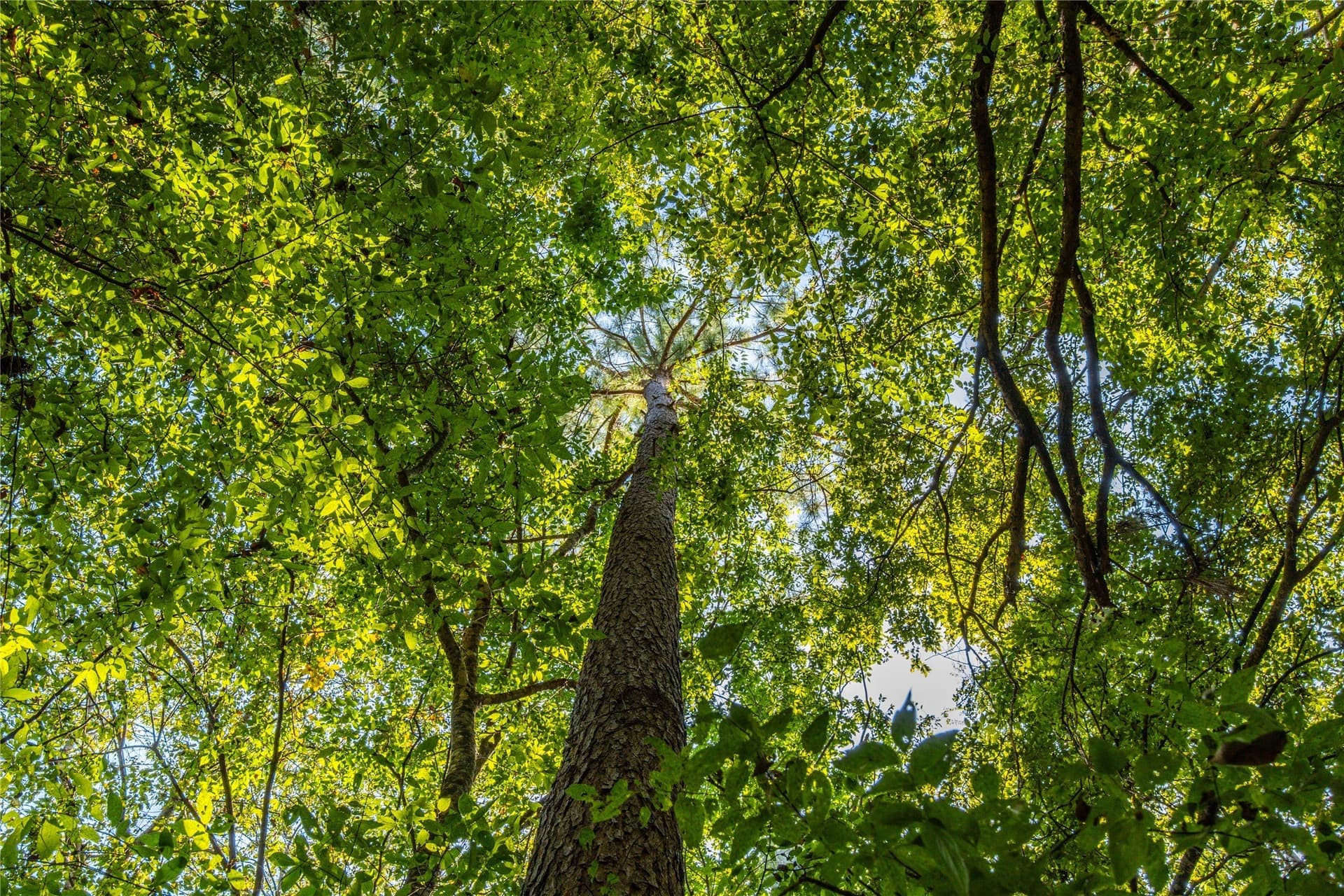 90.8 acres in Henderson County - photo 14
