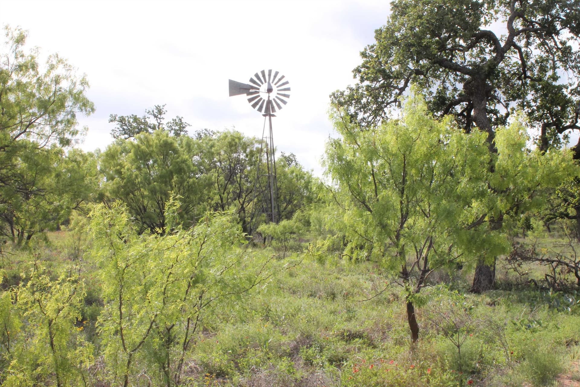 200 acres in Mason County gallery image 4