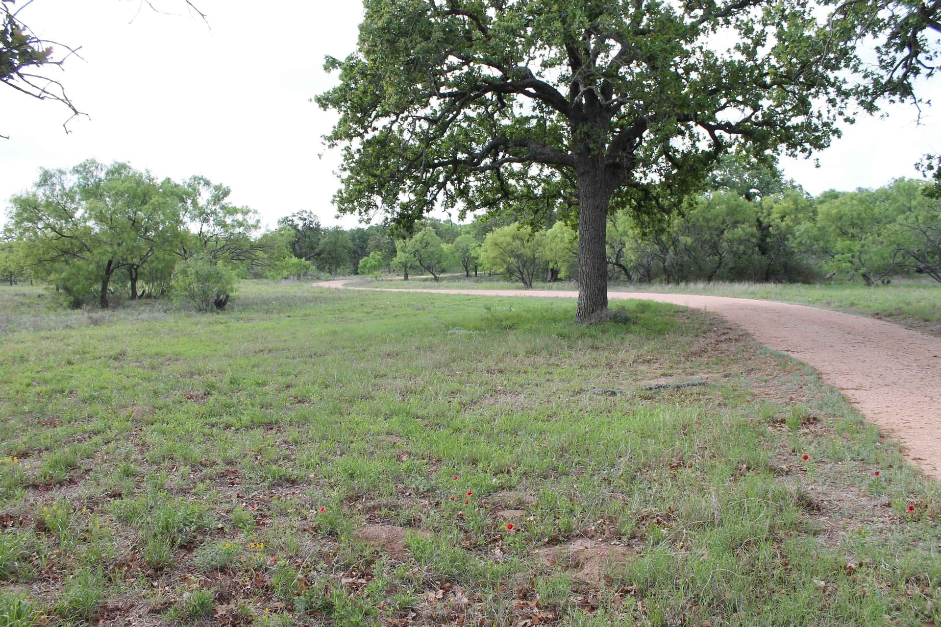 200 acres in Mason County gallery image 3
