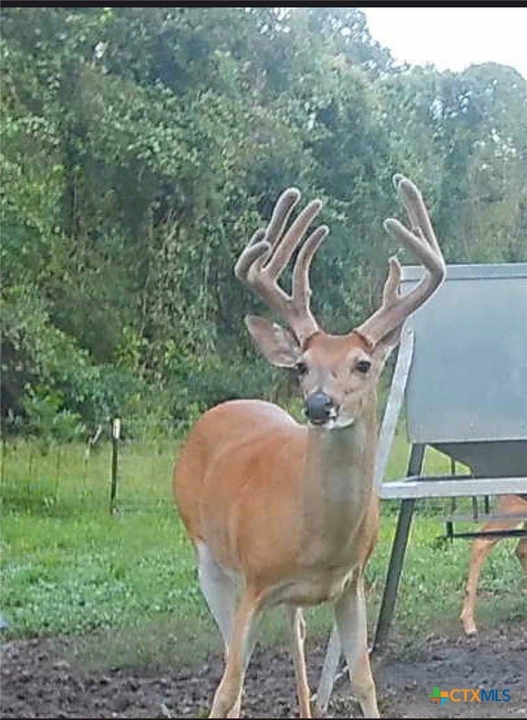 54.34 acres in Victoria County - photo 11