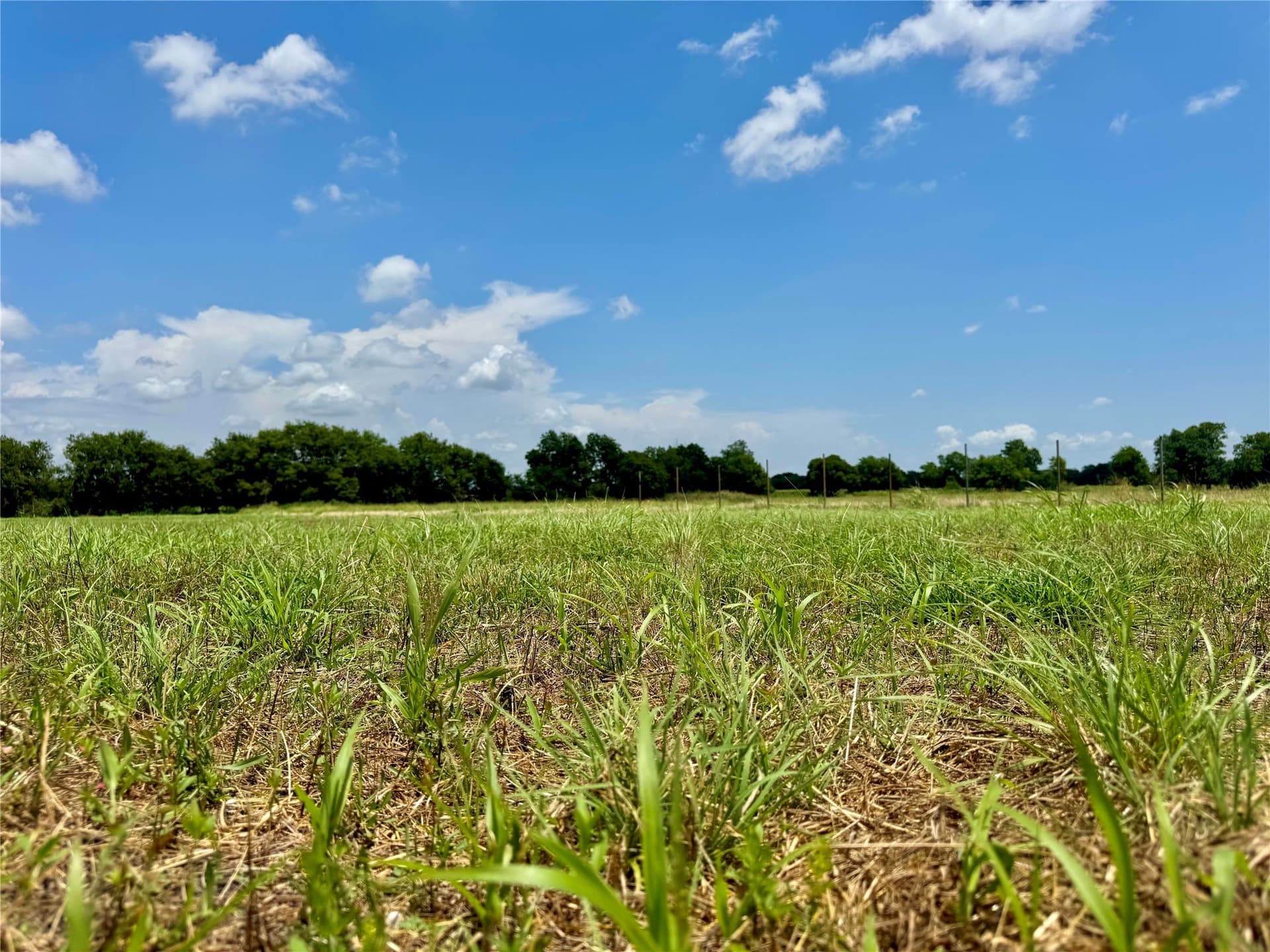 1.5 acres in Collin County gallery image 3